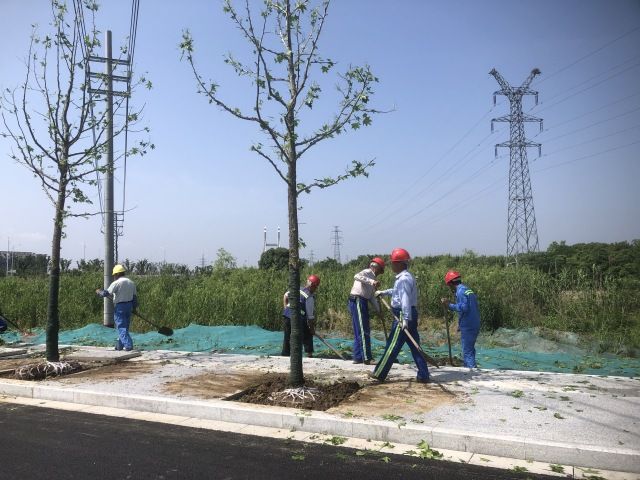 打造“一路一景”的市政道路绿化景观