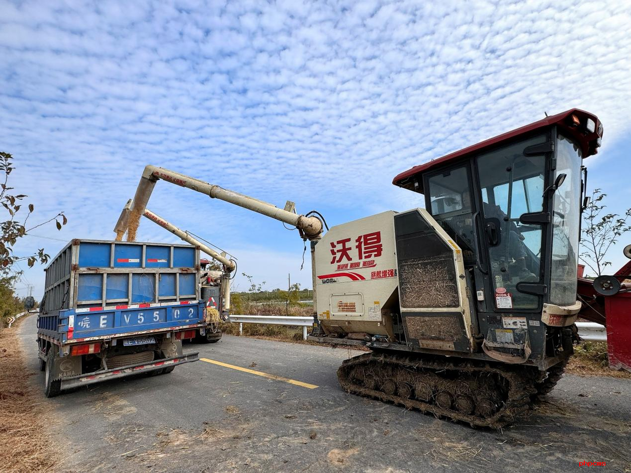 南京高淳：水稻收割忙 颗粒皆归仓